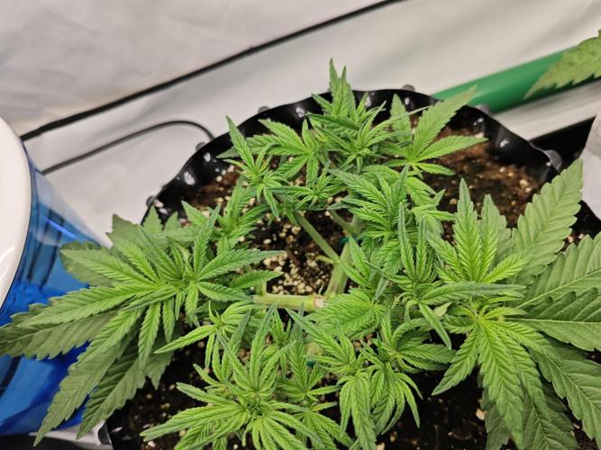 Cherry Cola Auto AC Infinity AI+. Week 4 - Den 32 levá