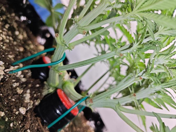 Cherry Cola Auto AC Infinity AI+. Week 4 - Den 33 levá