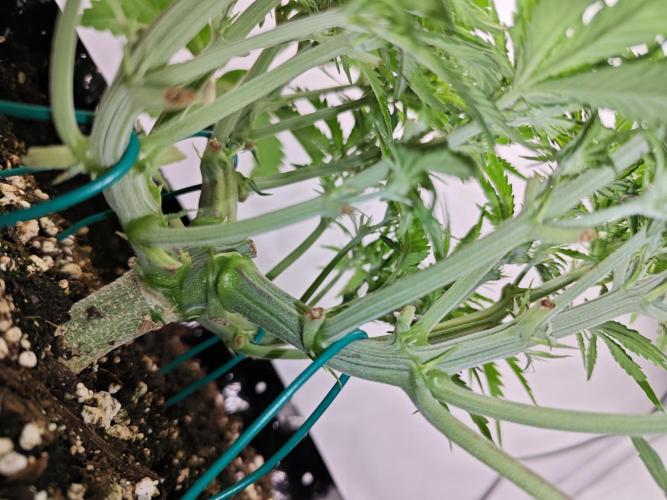 Cherry Cola Auto AC Infinity AI+. Week 4 - Den 33 pravá