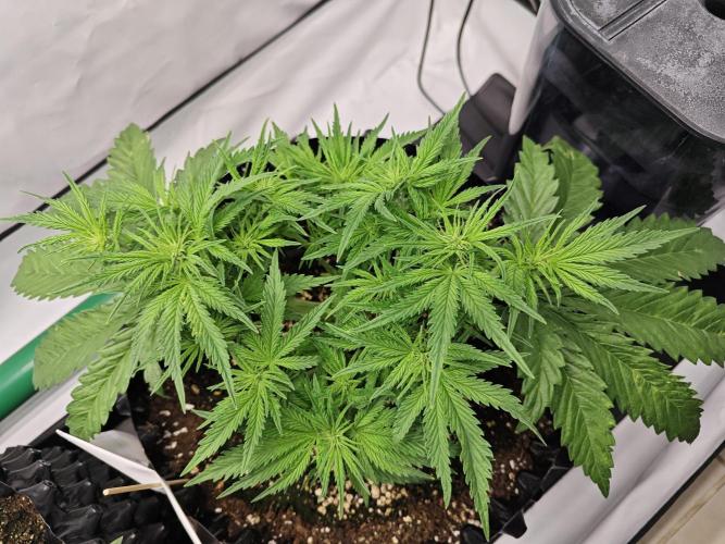 Cherry Cola Auto AC Infinity AI+. Week 4 - Den 33 pravá