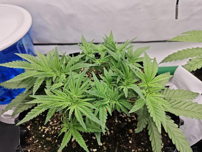 Cherry Cola Auto AC Infinity AI+. Week 4 - Den 33 levá