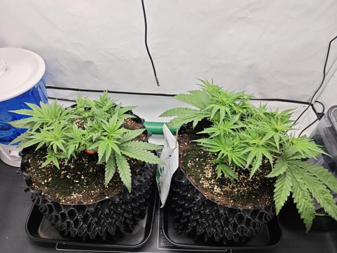 Cherry Cola Auto AC Infinity AI+. Week 4 - Den 33