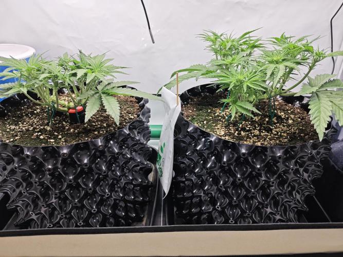 Cherry Cola Auto AC Infinity AI+. Week 4 - Den 33