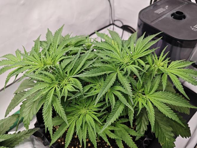 Cherry Cola Auto AC Infinity AI+. Week 5 - Den 35 pravá