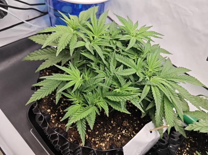Cherry Cola Auto AC Infinity AI+. Week 5 - Den 35 levá