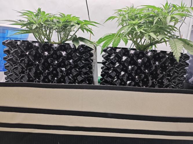 Cherry Cola Auto AC Infinity AI+. Week 5 - Den 35