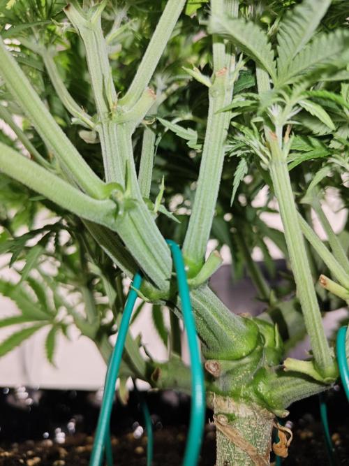 Cherry Cola Auto AC Infinity AI+. Week 5 - Den 36 pavá