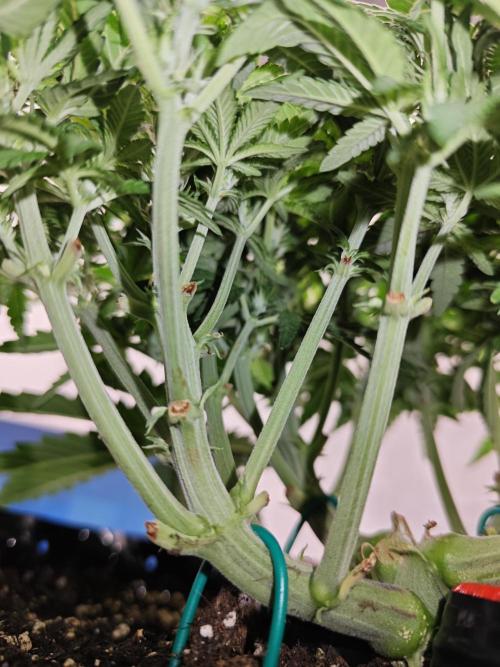 Cherry Cola Auto AC Infinity AI+. Week 5 - Den 36 levá 