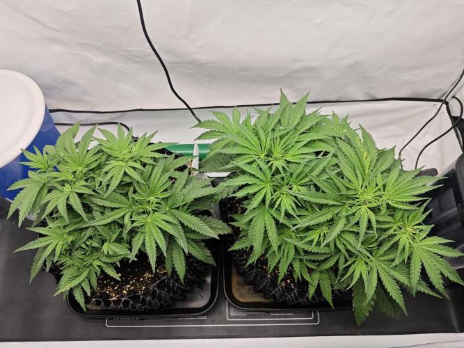 Cherry Cola Auto AC Infinity AI+. Week 5 - Den 36 