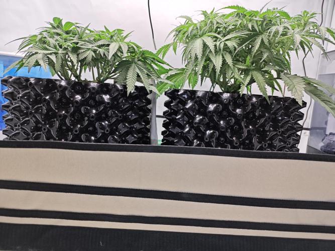 Cherry Cola Auto AC Infinity AI+. Week 5 - Den 37