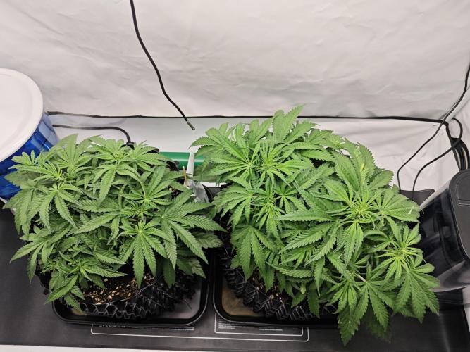 Cherry Cola Auto AC Infinity AI+. Week 5 - Den 37