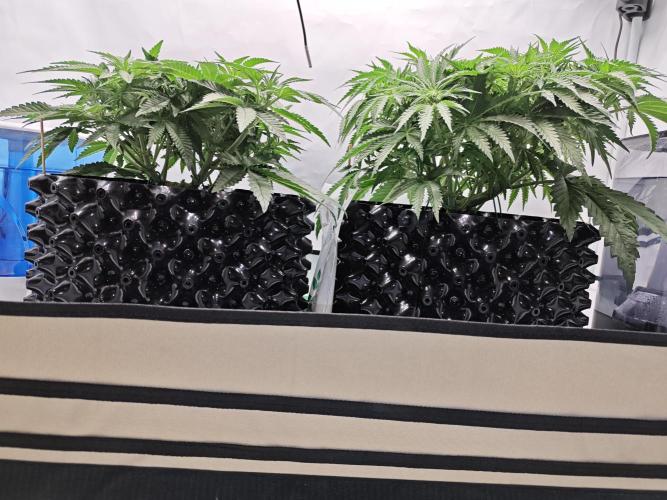 Cherry Cola Auto AC Infinity AI+. Week 5 - Den 38