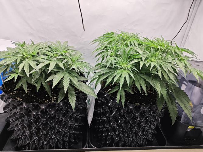 Cherry Cola Auto AC Infinity AI+. Week 5 - Den 38
