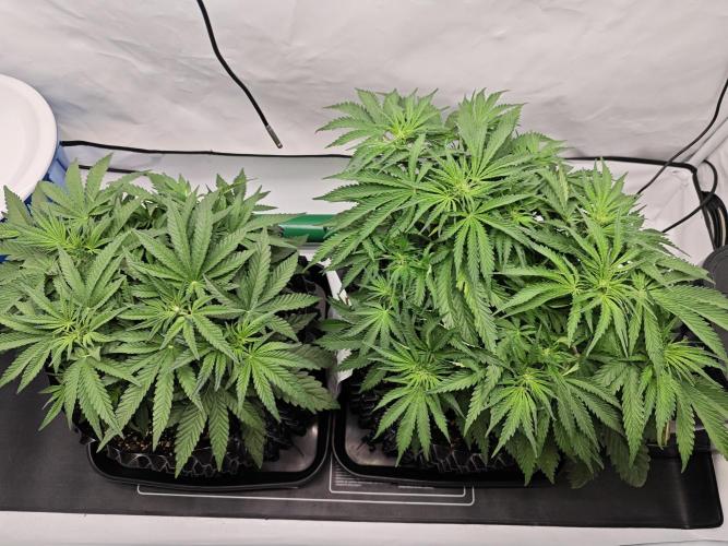 Cherry Cola Auto AC Infinity AI+. Week 5 - Den 38