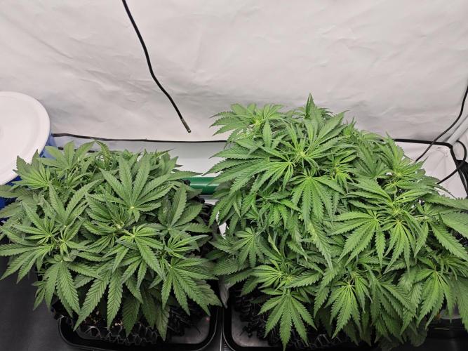 Cherry Cola Auto AC Infinity AI+. Week 5 - Den 39