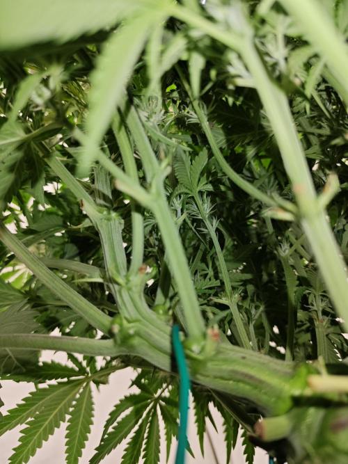 Cherry Cola Auto AC Infinity AI+. Week 5
