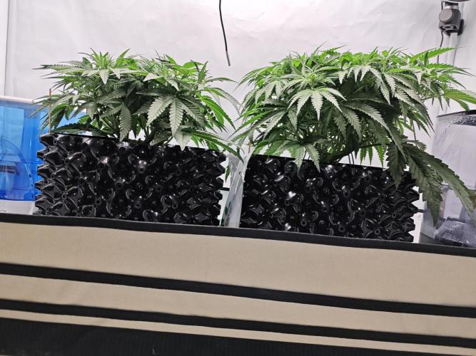 Cherry Cola Auto AC Infinity AI+. Week 5 - Den 39
