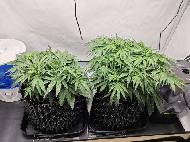 Cherry Cola Auto AC Infinity AI+. Week 5 - Den 39