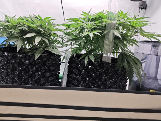 Cherry Cola Auto AC Infinity AI+. Week 5 - Den 39