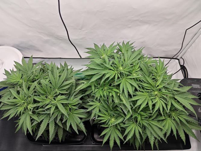 Cherry Cola Auto AC Infinity AI+. Week 5 - Den 39