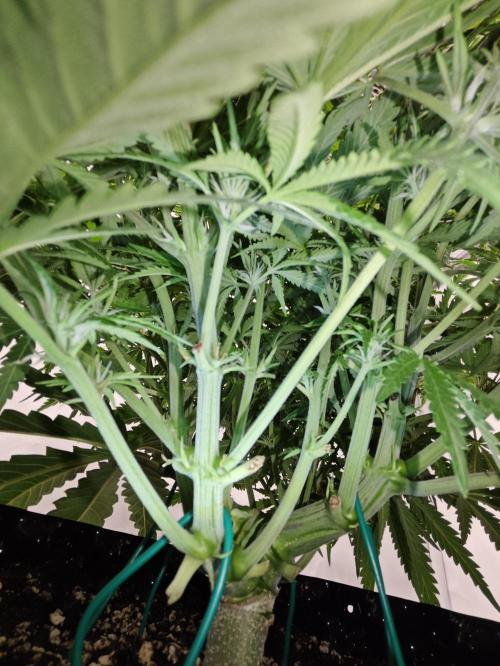 Cherry Cola Auto AC Infinity AI+. Week 5 - Den 40 pravá