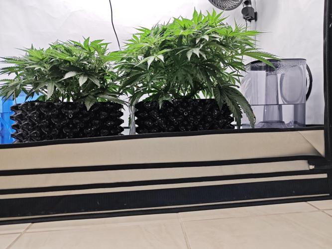 Cherry Cola Auto AC Infinity AI+. Week 5 - Den 40