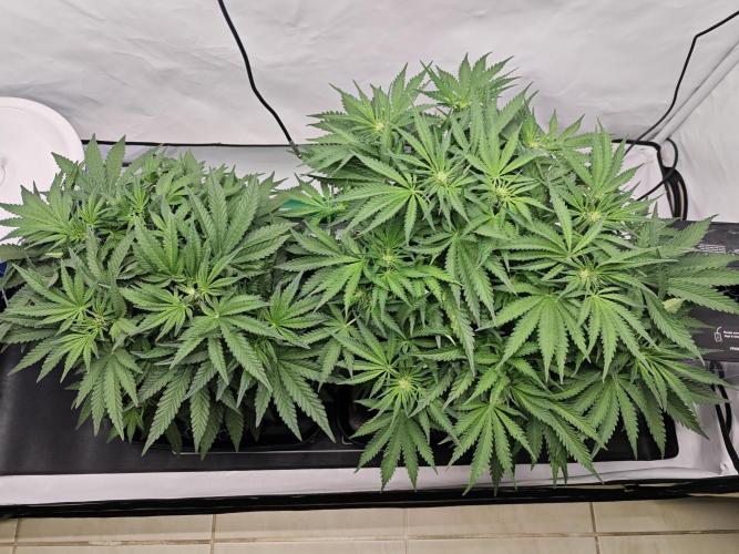 Cherry Cola Auto AC Infinity AI+. Week 5 - Den 40