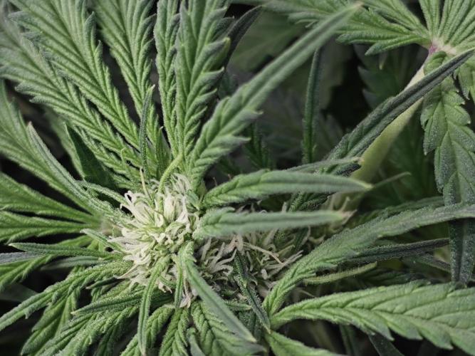 Cherry Cola Auto AC Infinity AI+. Week 6 - Den 41 pravá květ 