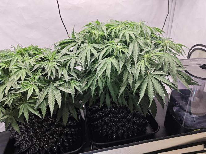Cherry Cola Auto AC Infinity AI+. Week 6 - Den 42 před sítí