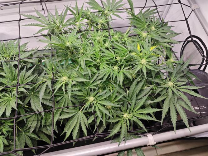 Cherry Cola Auto AC Infinity AI+. Week 6 - Den 42, 4 hodiny se sítí