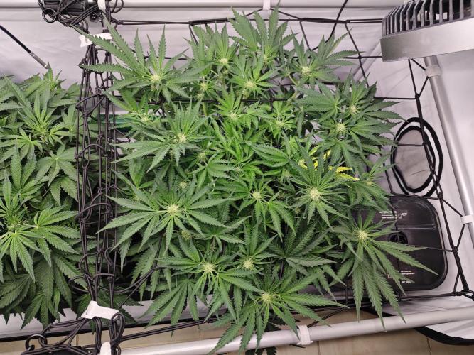 Cherry Cola Auto AC Infinity AI+. Week 6 - Den 43, 25 hodin se sítí