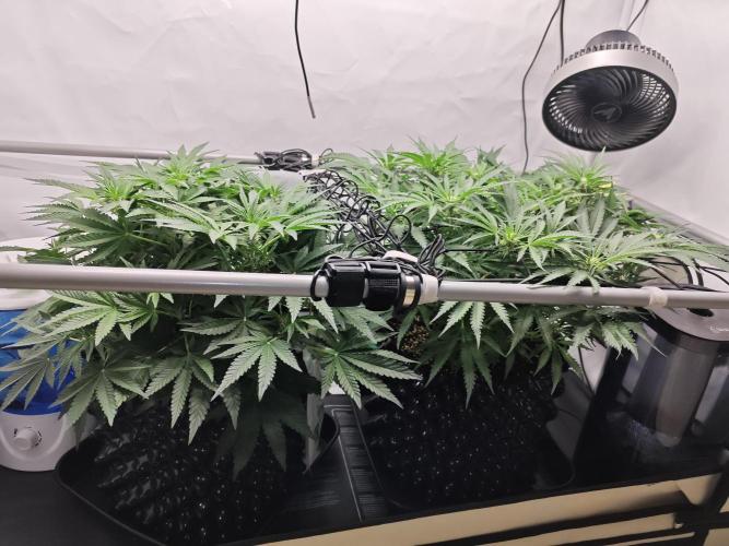 Cherry Cola Auto AC Infinity AI+. Week 6 - Den 44