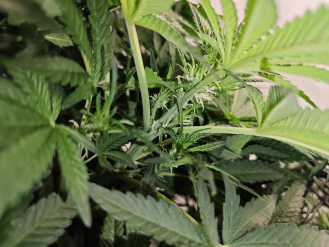 Cherry Cola Auto AC Infinity AI+. Week 6 - Den 44 levá detail