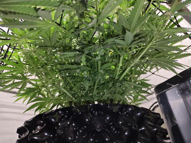 Cherry Cola Auto AC Infinity AI+. Week 6 - Den 45 pravá detail