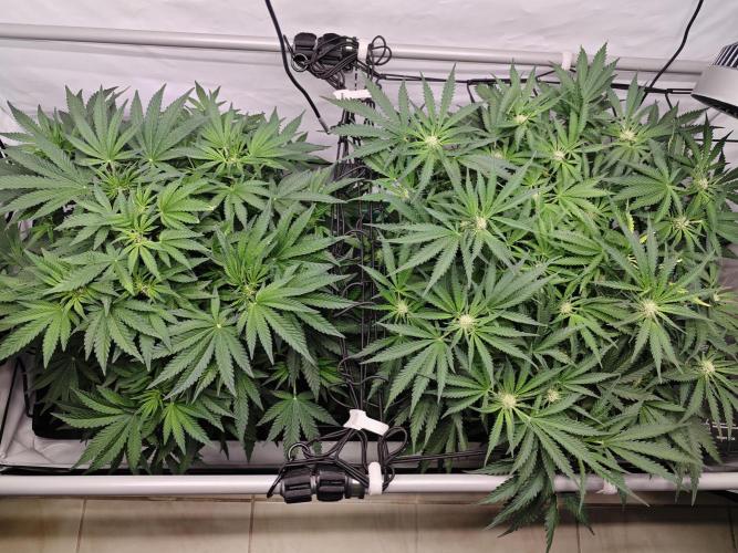 Cherry Cola Auto AC Infinity AI+. Week 6 - Den 45