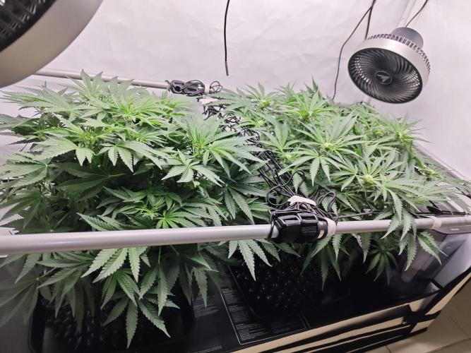 Cherry Cola Auto AC Infinity AI+. Week 6 - Den 45