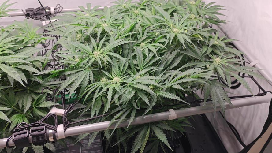 Cherry Cola Auto AC Infinity AI+