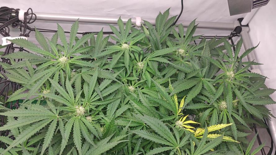 Cherry Cola Auto AC Infinity AI+