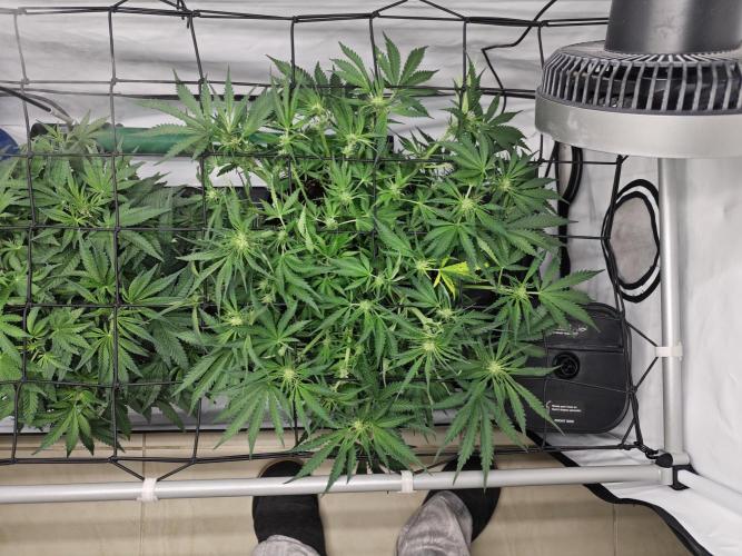 Cherry Cola Auto AC Infinity AI+. Week 6 - Den 42 se sítí