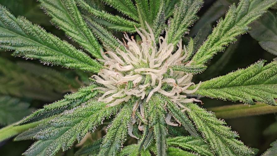 Cherry Cola Auto AC Infinity AI+