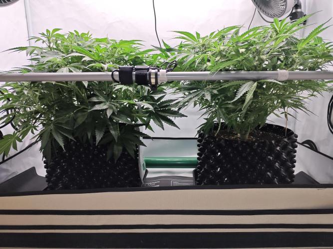 Cherry Cola Auto AC Infinity AI+. Week 6 - Den 47