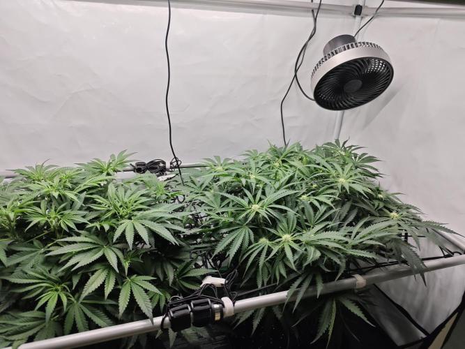 Cherry Cola Auto AC Infinity AI+. Week 6 - Den 47