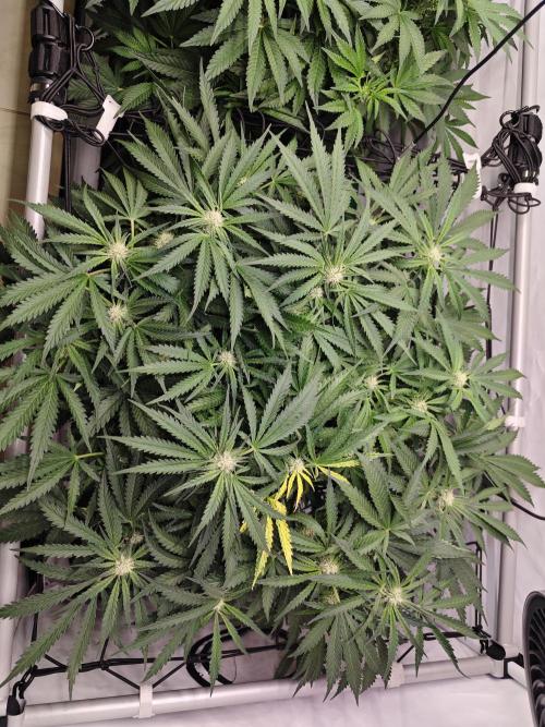 Cherry Cola Auto AC Infinity AI+. Week 6 - Den 47 pravá