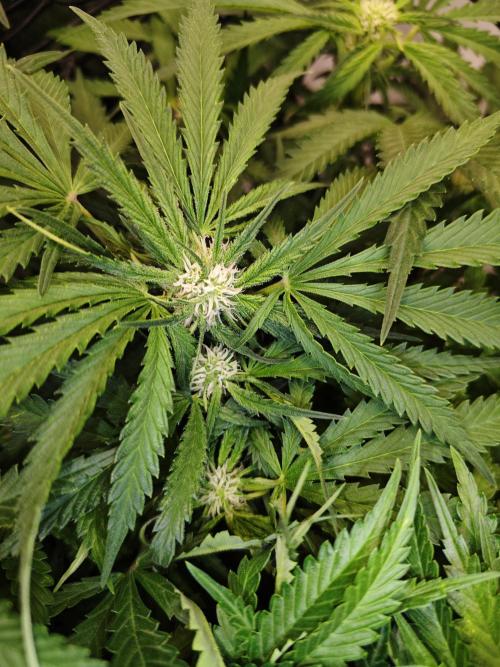 Cherry Cola Auto AC Infinity AI+. Week 6 - Den 47 pravá květ
