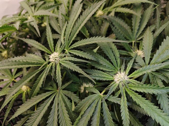 Cherry Cola Auto AC Infinity AI+. Week 6 - Den 47 pravá květ