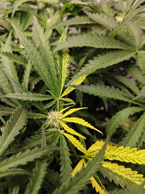 Cherry Cola Auto AC Infinity AI+. Week 6 - Den 47 pravá květ