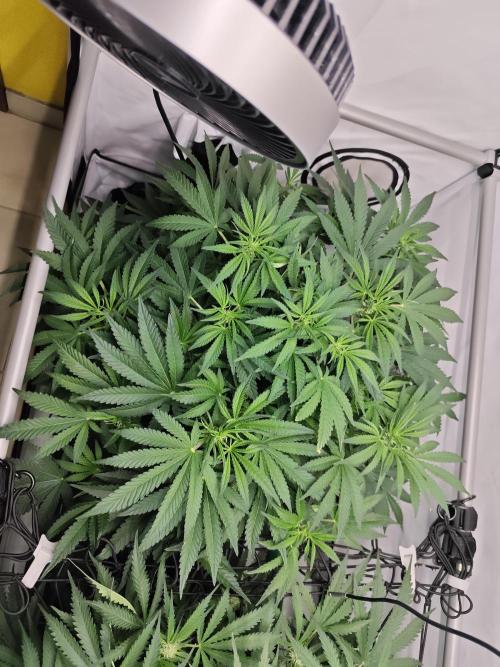 Cherry Cola Auto AC Infinity AI+. Week 6 - Den 47 levá