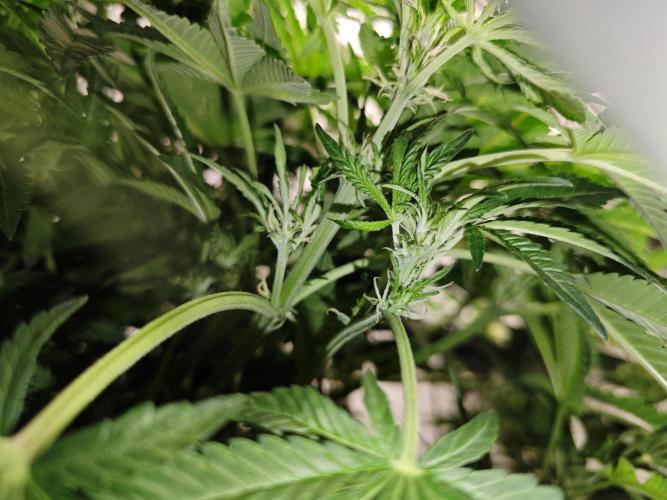 Cherry Cola Auto AC Infinity AI+. Week 6 - Den 47 levá detail