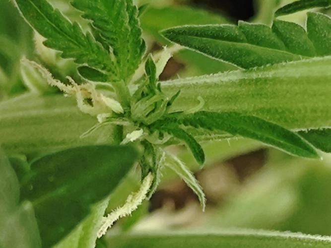 Cherry Cola Auto AC Infinity AI+. Week 6 - Den 47 levá detail hluboko