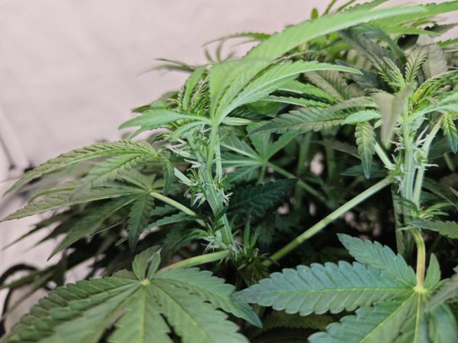 Cherry Cola Auto AC Infinity AI+. Week 6 - Den 47 levá detail